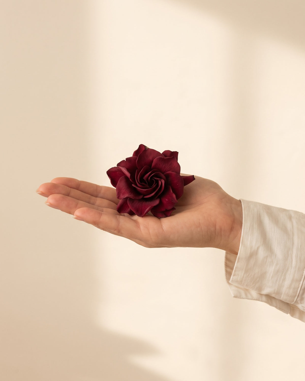 Gardenia preservada burdeos, una cabeza en la palma de la mano para ver su tamaño real