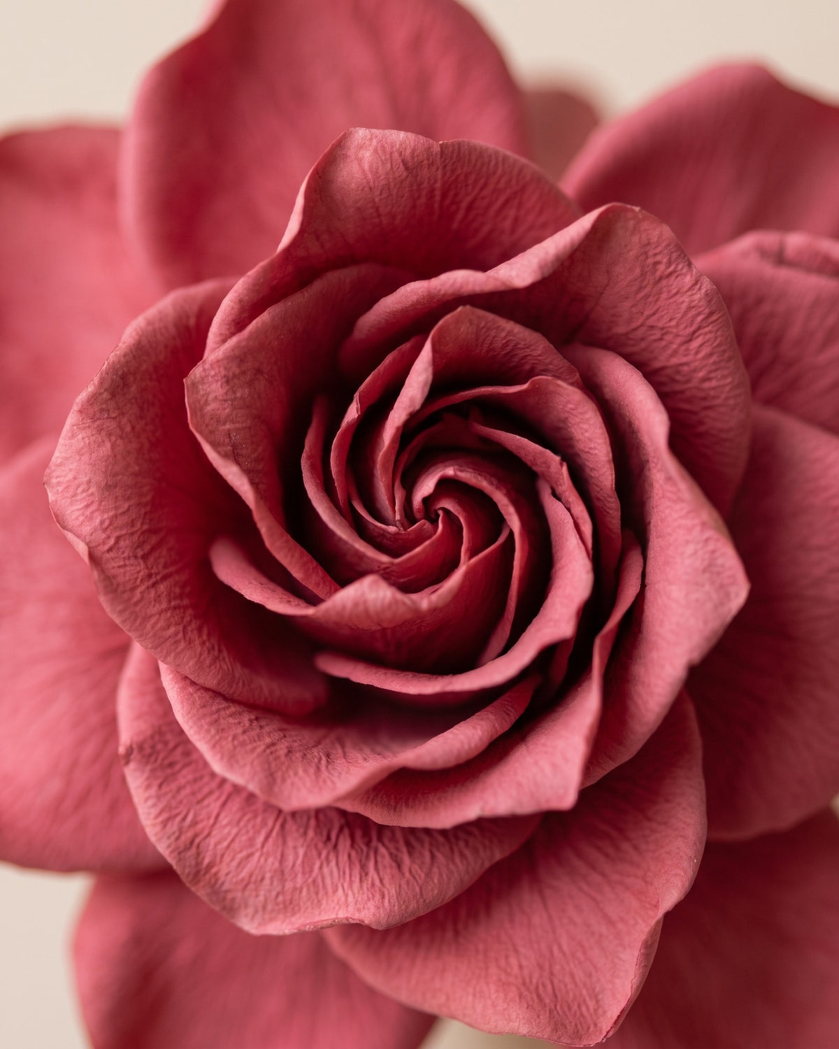 Detalle de los pétalos de una gardenia preservada cereza