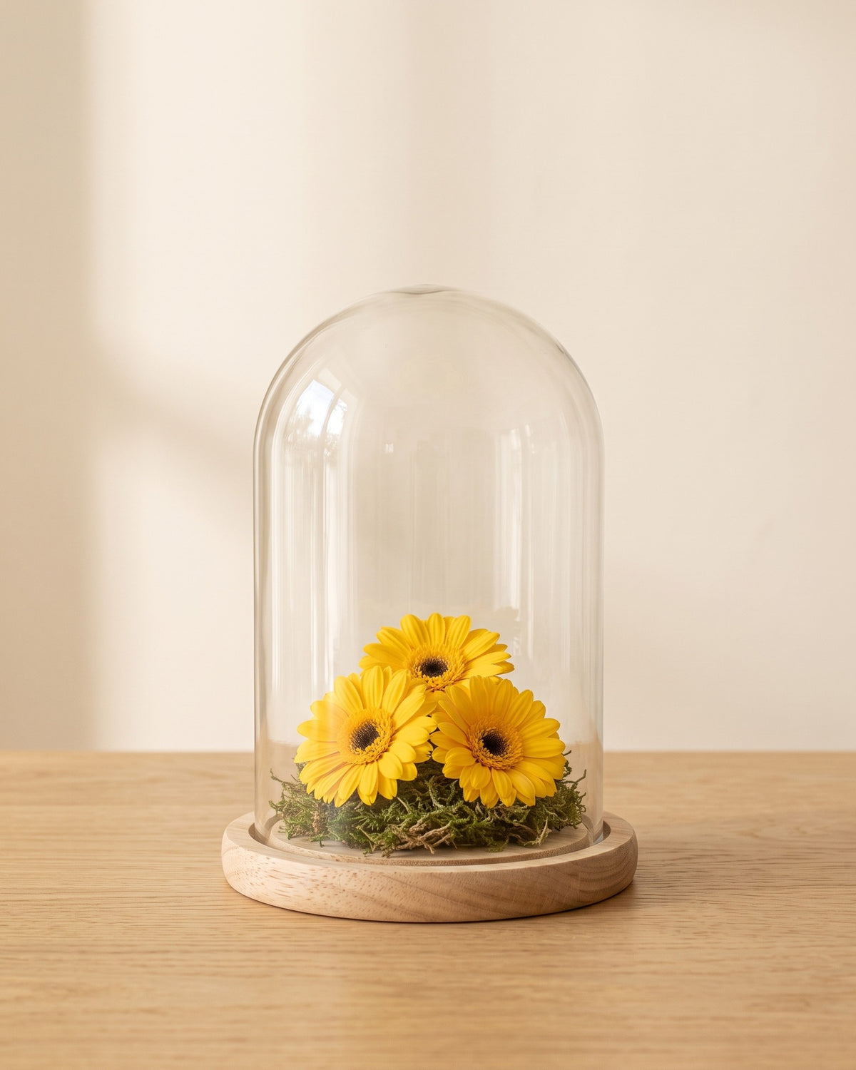 Gerberas preservadas amarillas en una cúpula, ambientadas. Cúpula no incluida.
