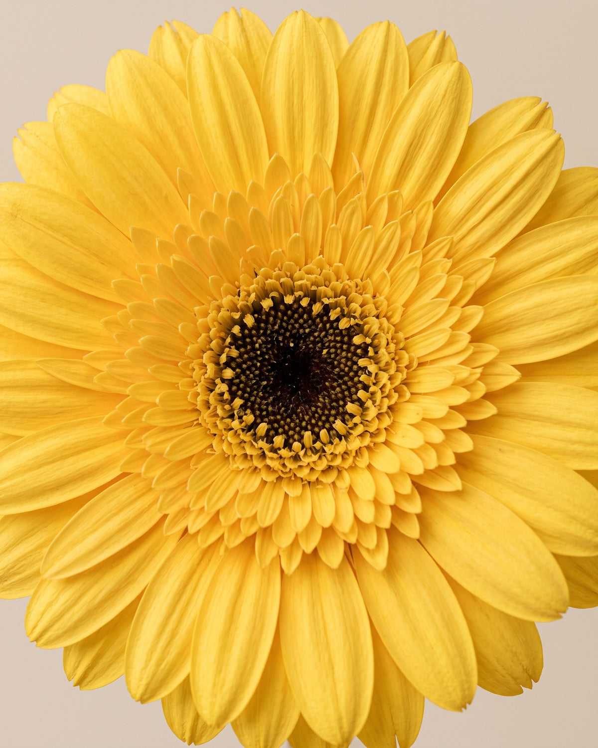 Detalle de los pétalos de una gerbera preservada amarilla