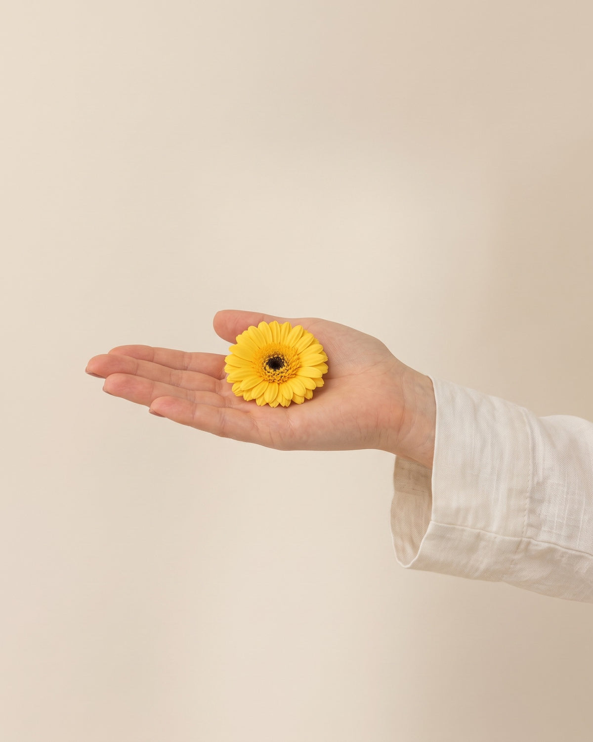 Gerbera preservada amarilla, una cabeza en la palma de la mano para ver su tamaño real