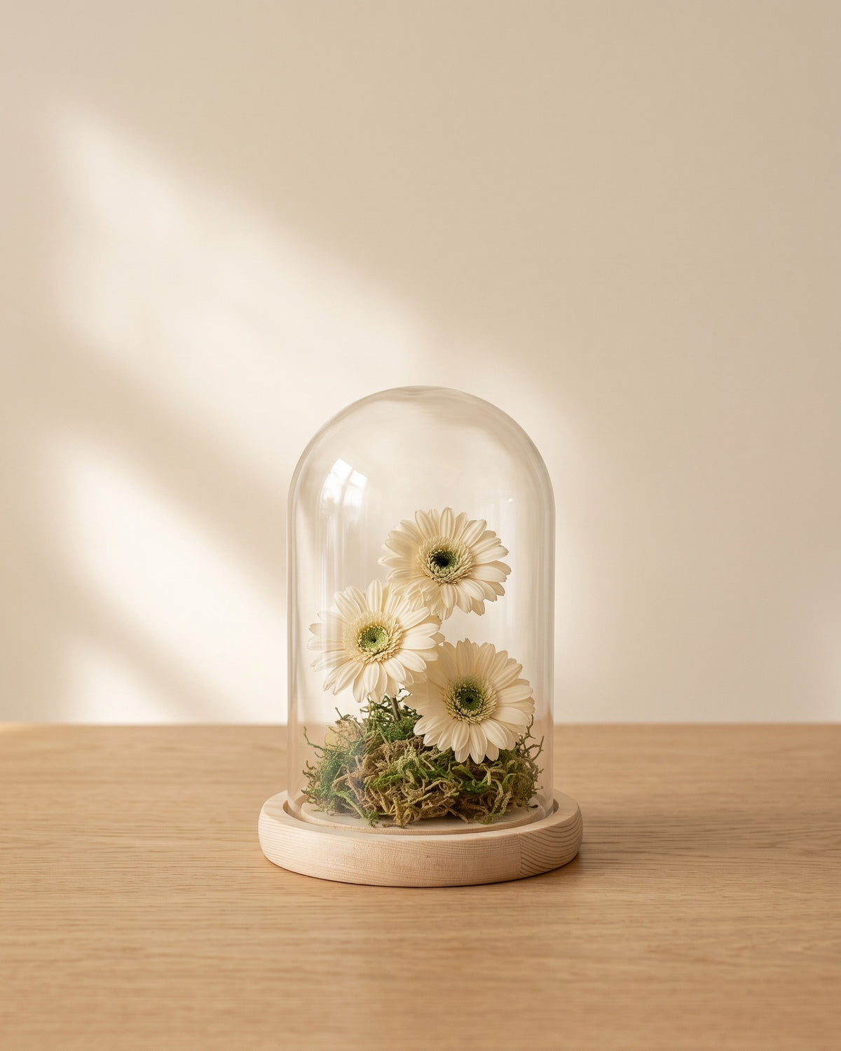 Gerberas preservadas blancas en una cúpula, ambientadas. Cúpula no incluida.