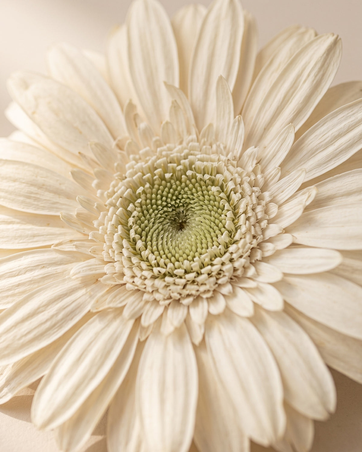 Detalle de los pétalos de una gerbera preservada blanca