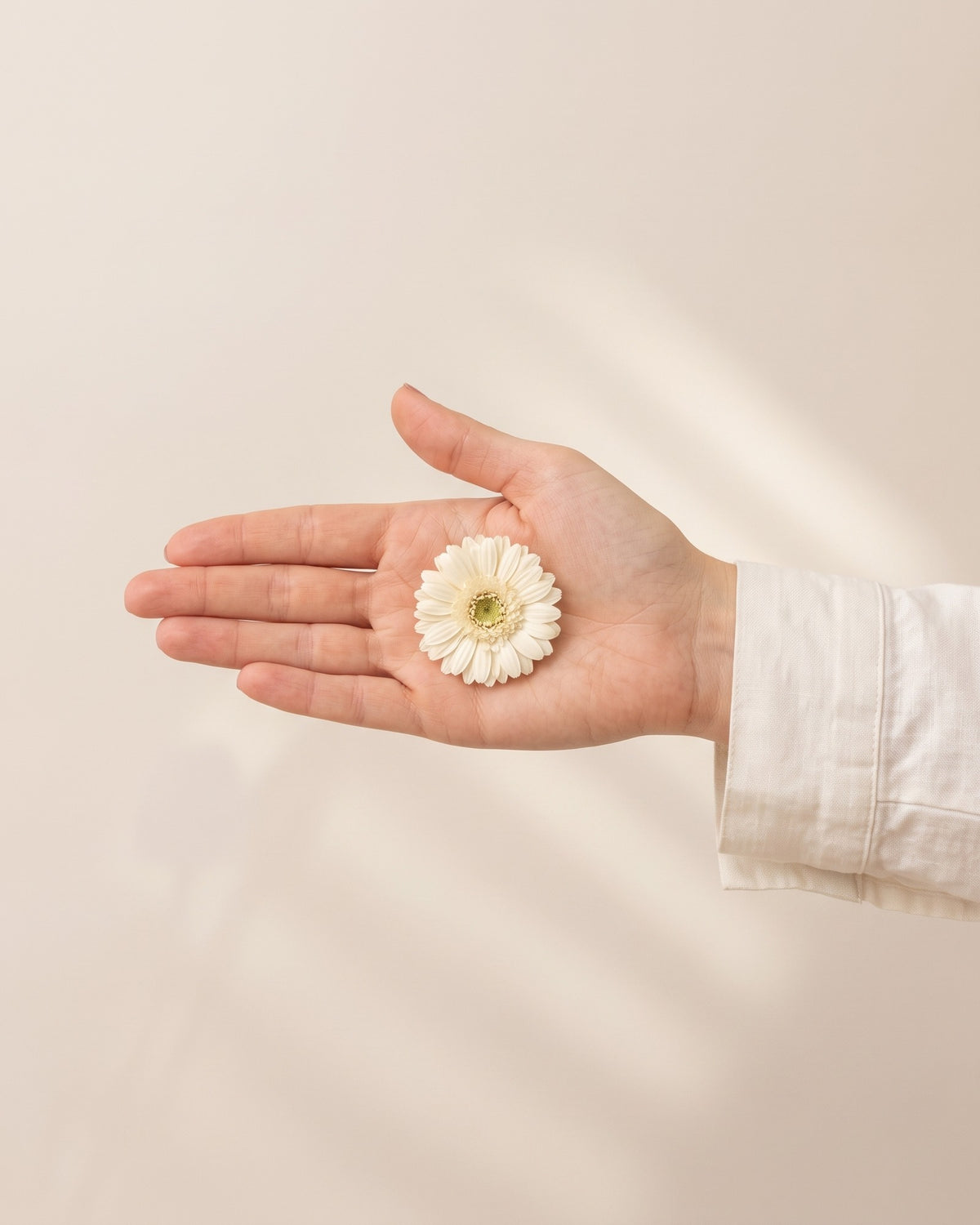 Gerbera preservada blanca, una cabeza en la palma de la mano para ver su tamaño real