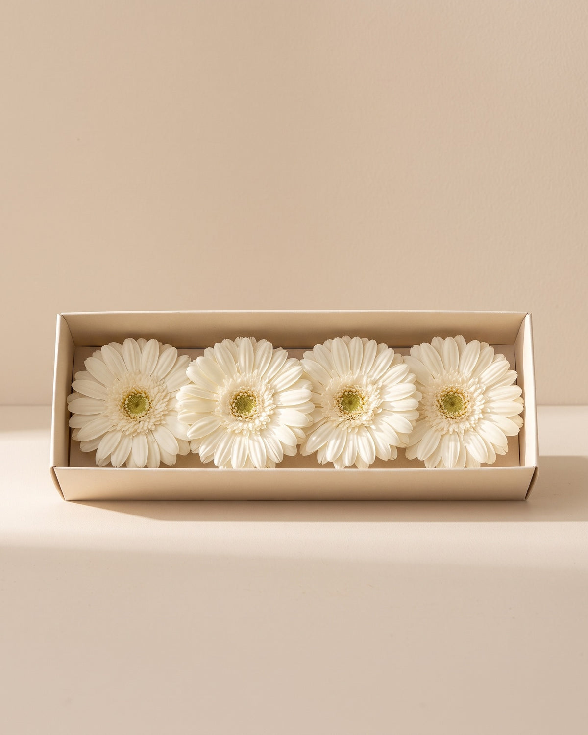 Gerberas preservadas blancas, cabezas en una caja abierta