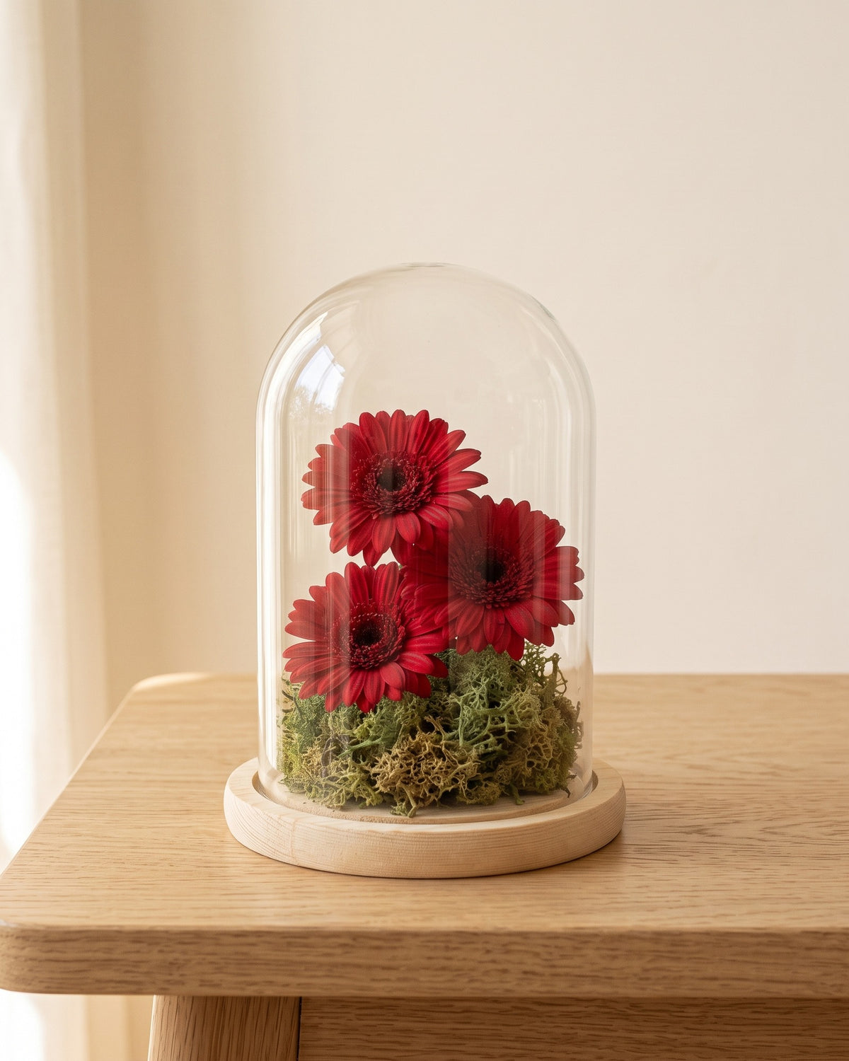 Gerberas preservadas rojas en una cúpula, ambientadas. Cúpula no incluida.