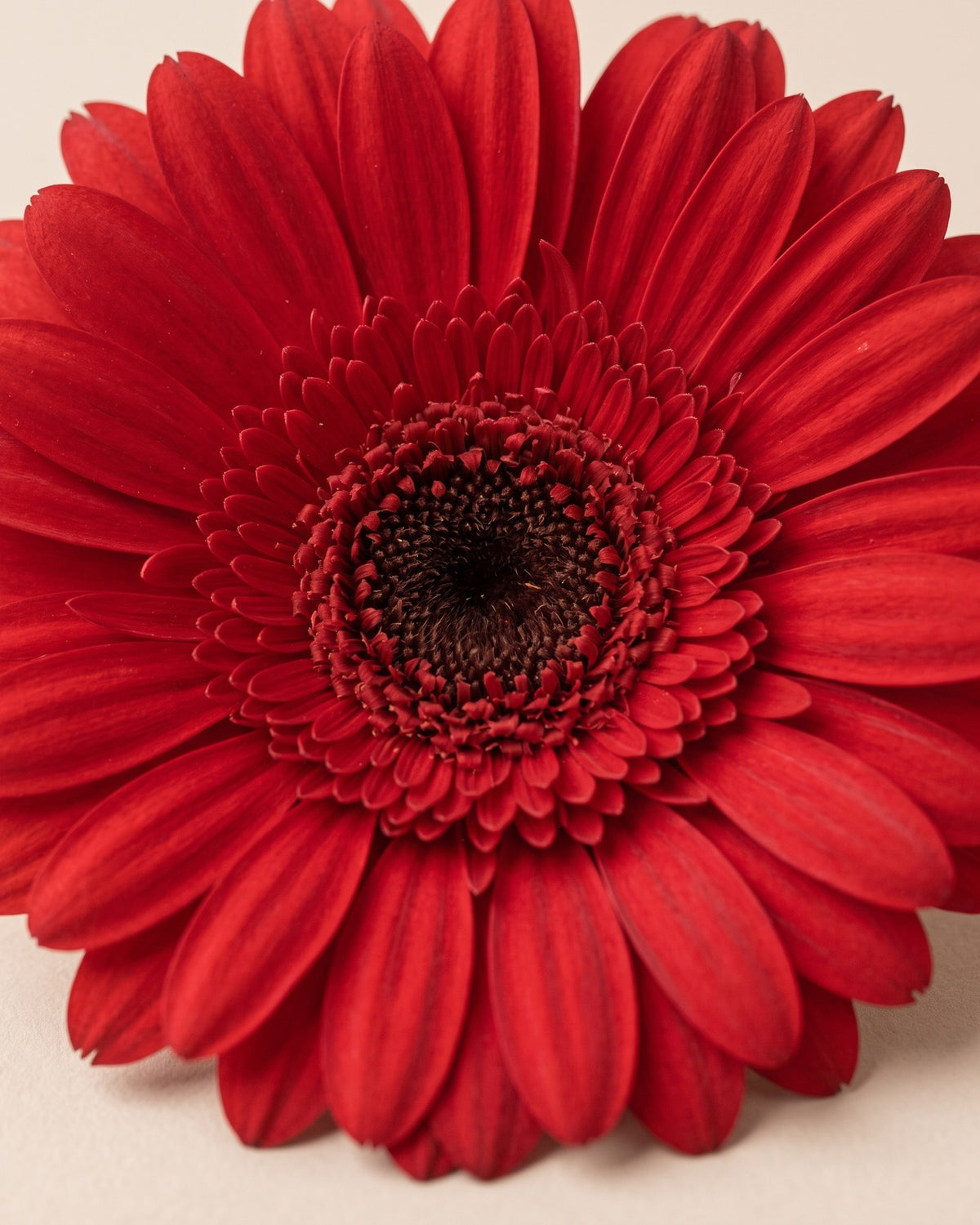 Detalle de los pétalos de una gerbera preservada roja
