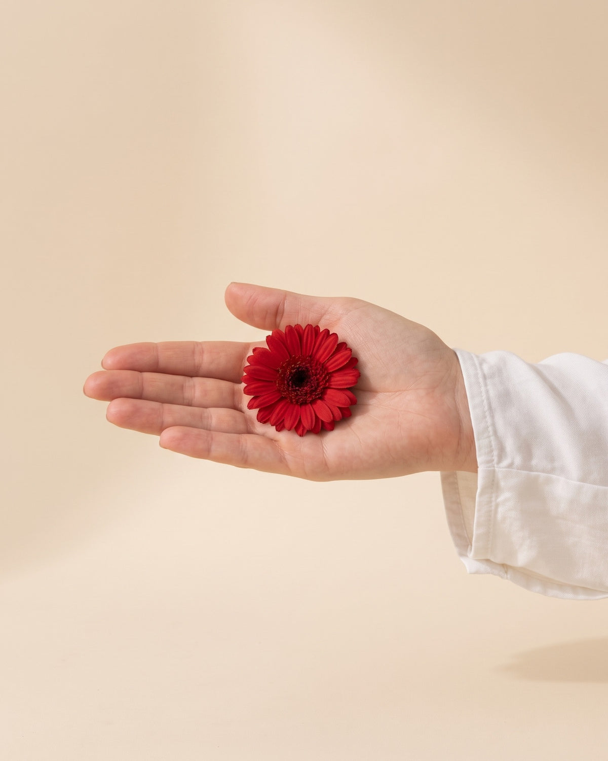 Gerbera preservada roja, una cabeza en la palma de la mano para ver su tamaño real