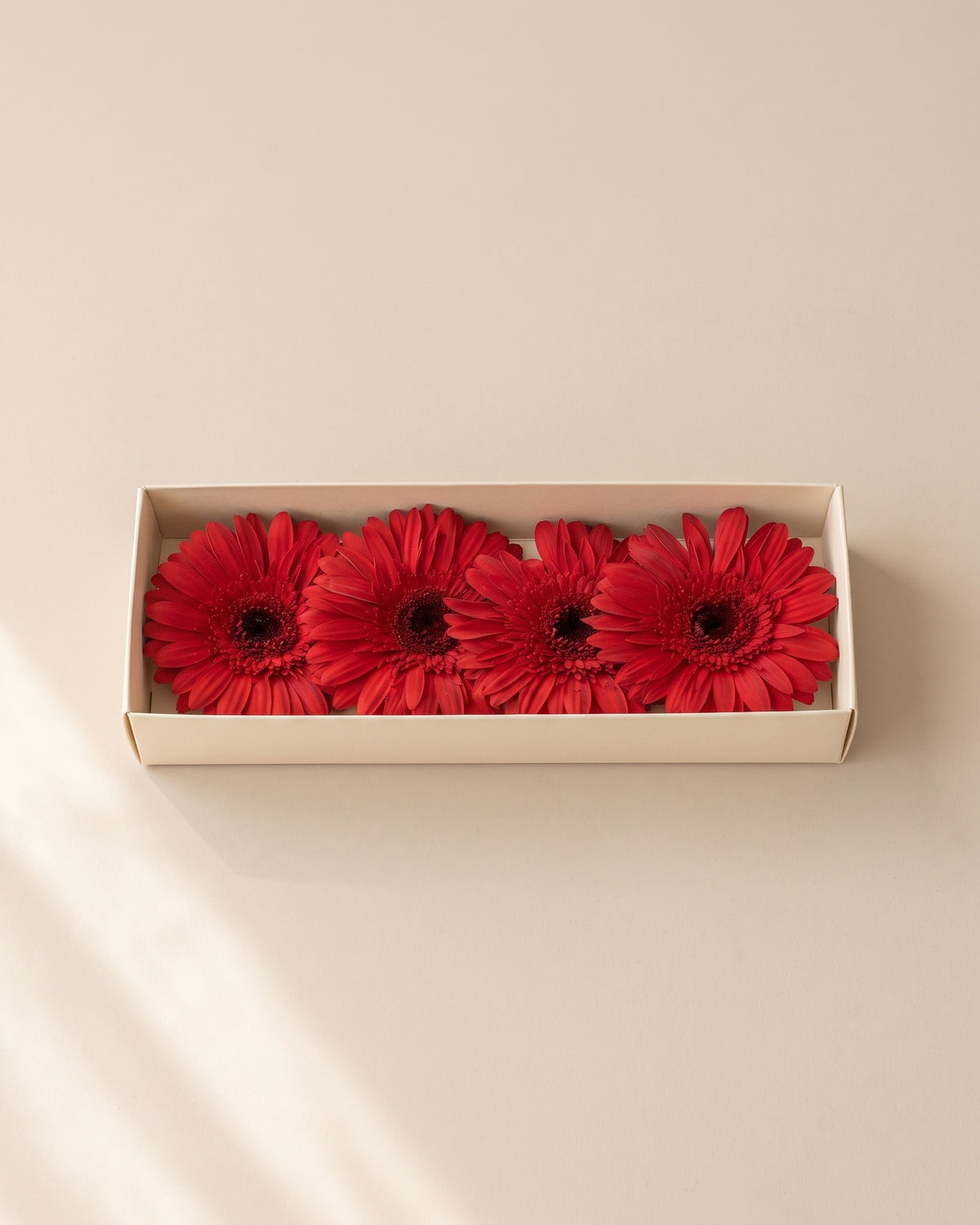 Gerberas preservadas rojas, cabezas en una caja abierta