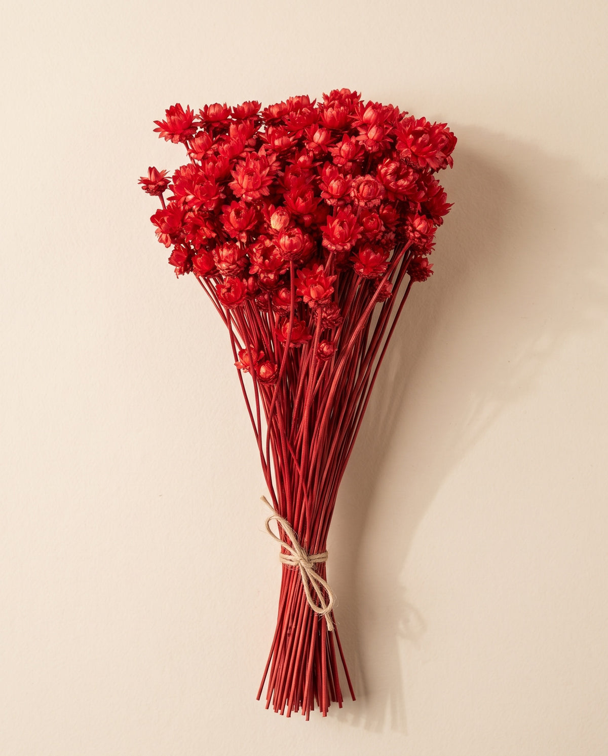 Glixia gigante seca roja