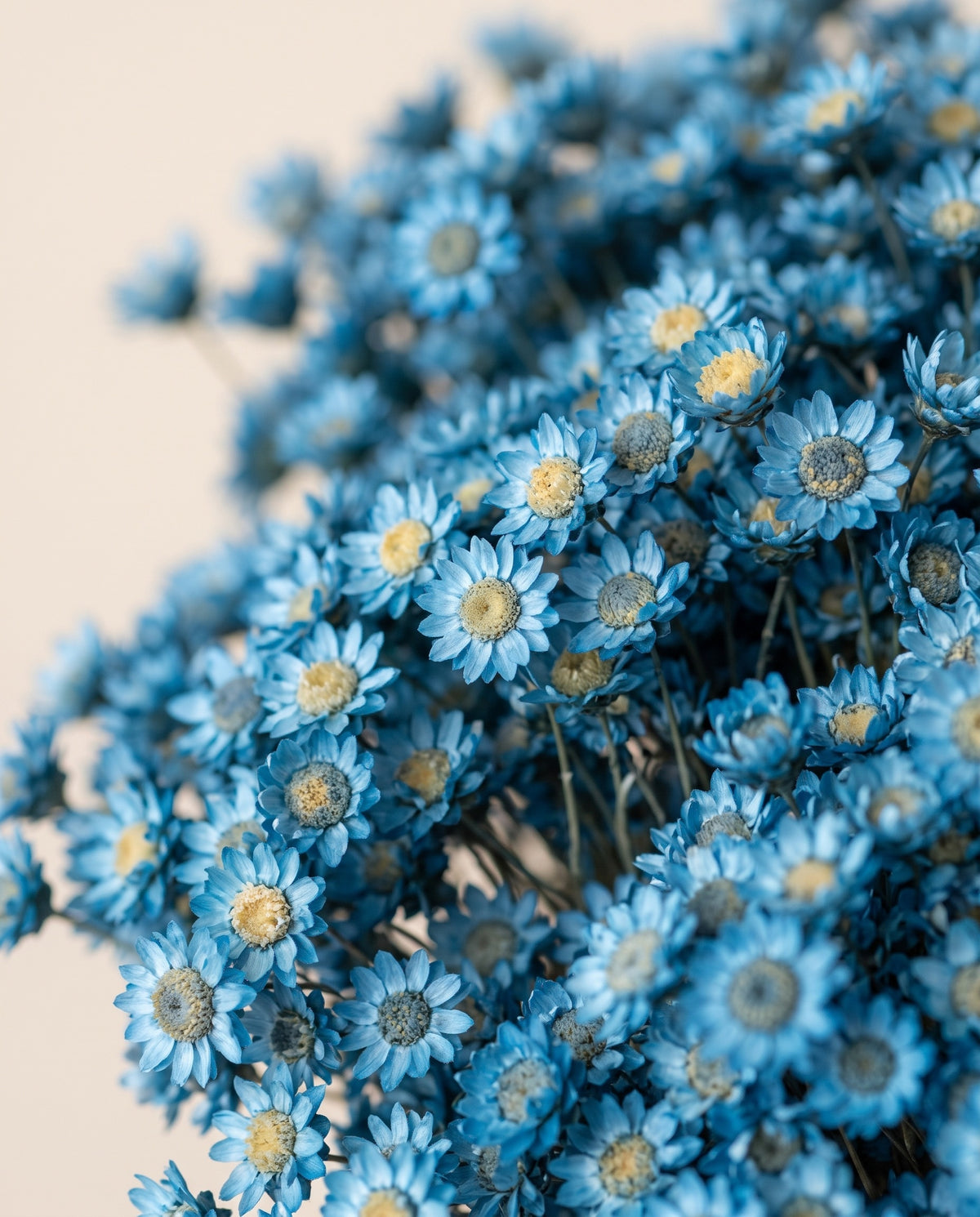 Detalle de cerca de glixia seca azul.