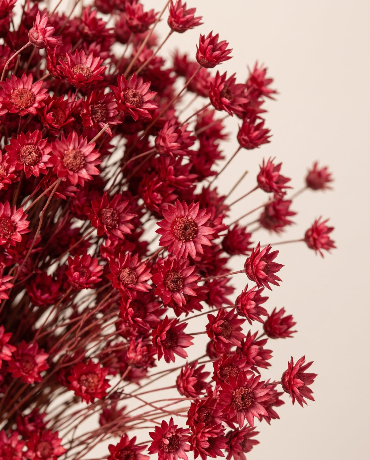 Detalle de cerca de glixia seca cereza.