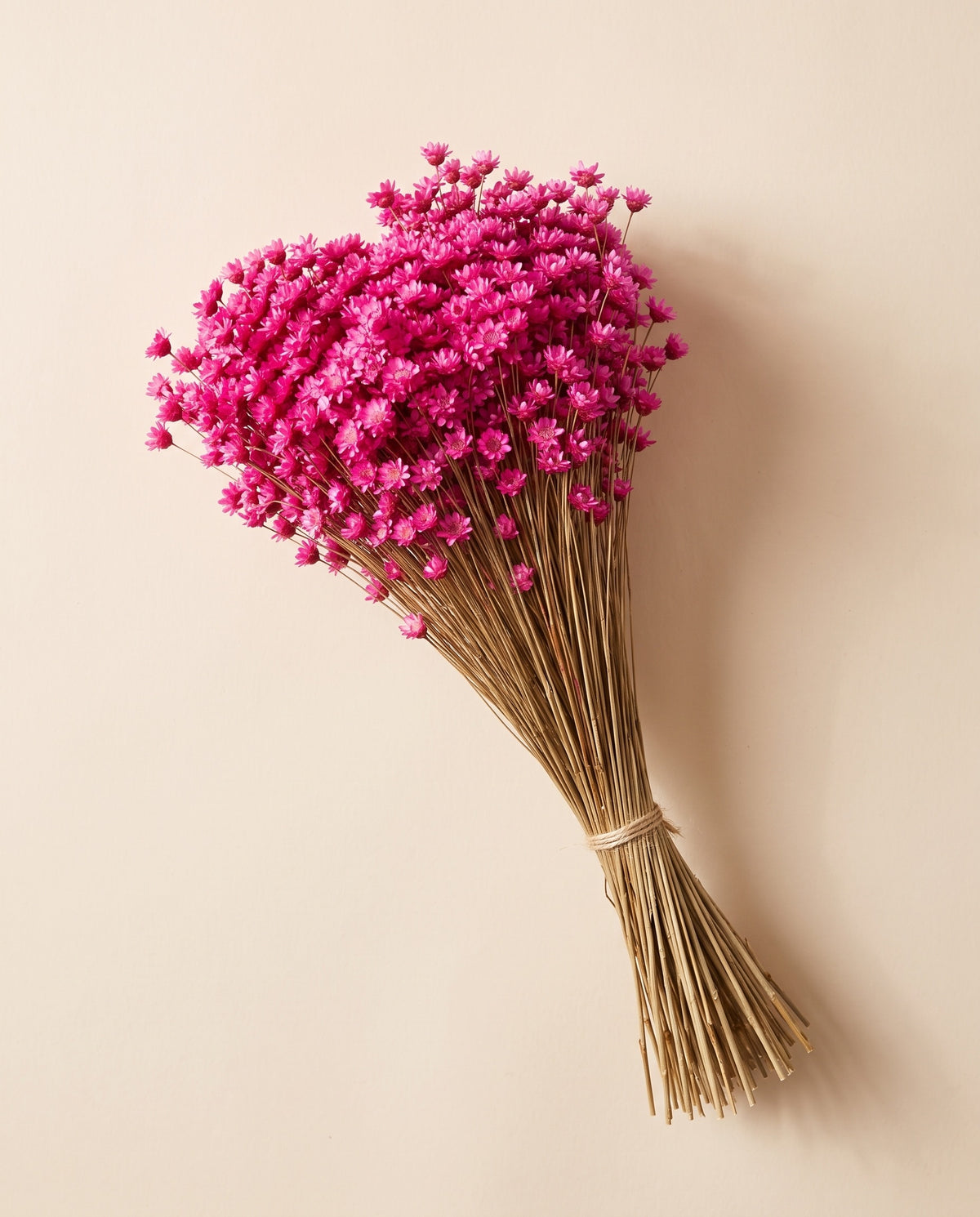 Glixia seca fucsia