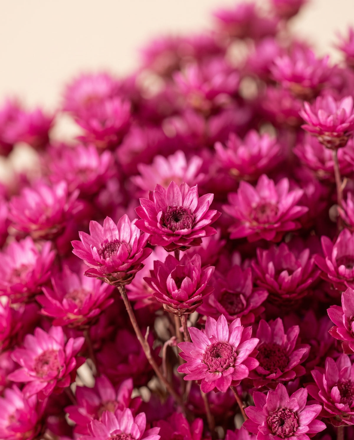 Detalle de cerca de glixia seca fucsia.