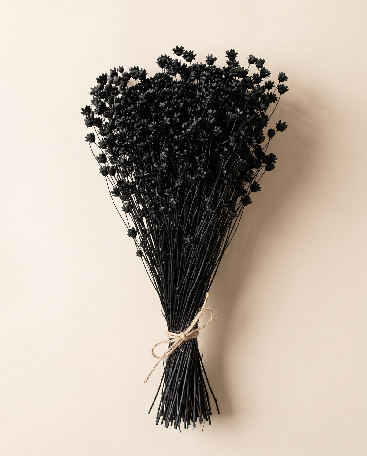 Glixia seca negra