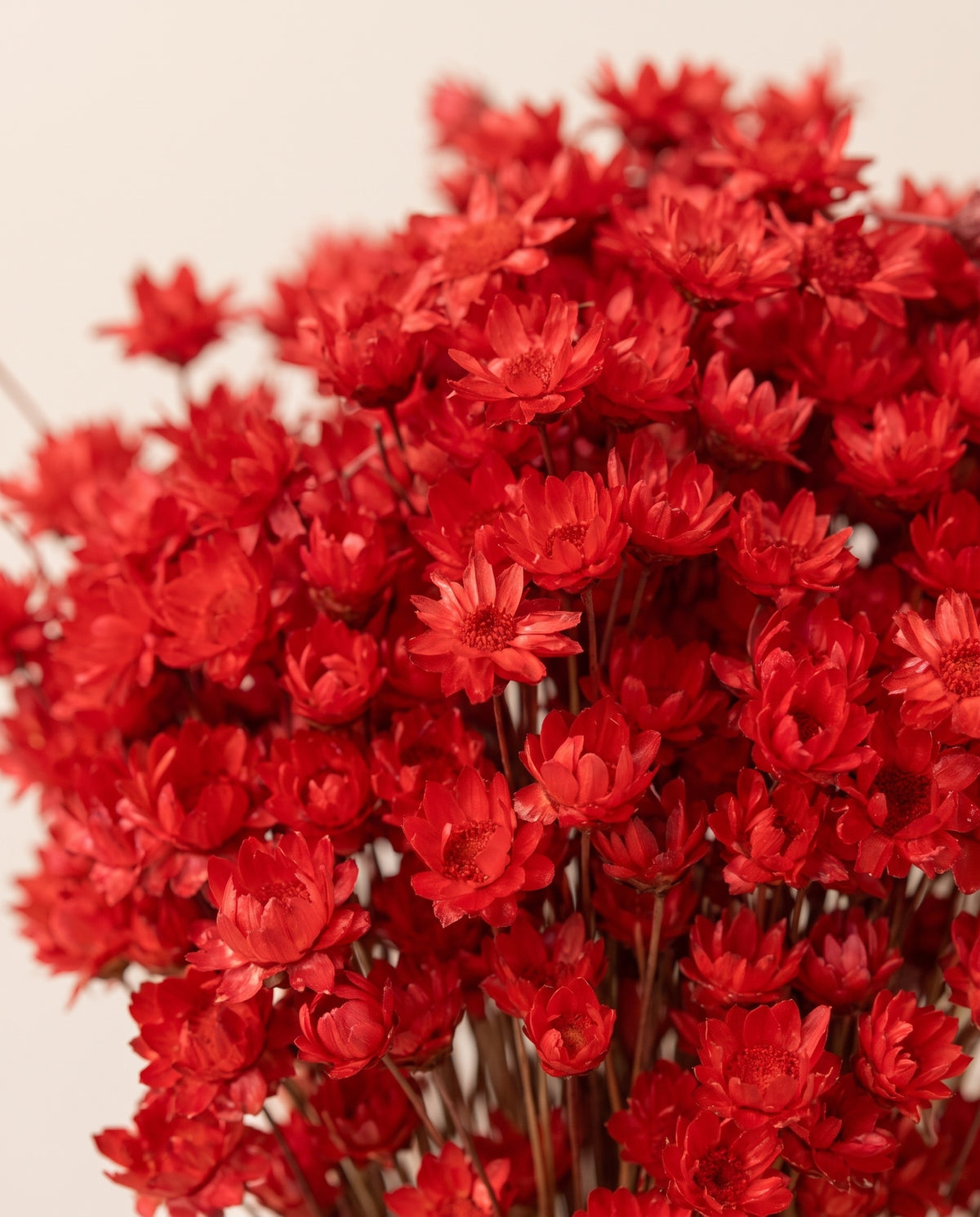 Detalle de cerca de glixia seca roja.