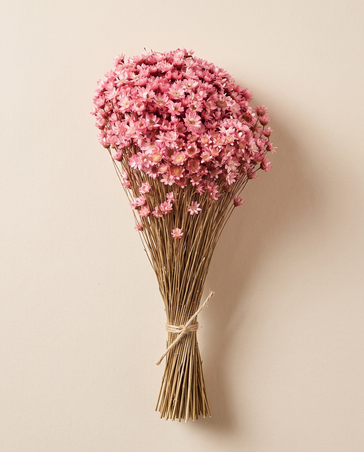 Glixia seca rosa