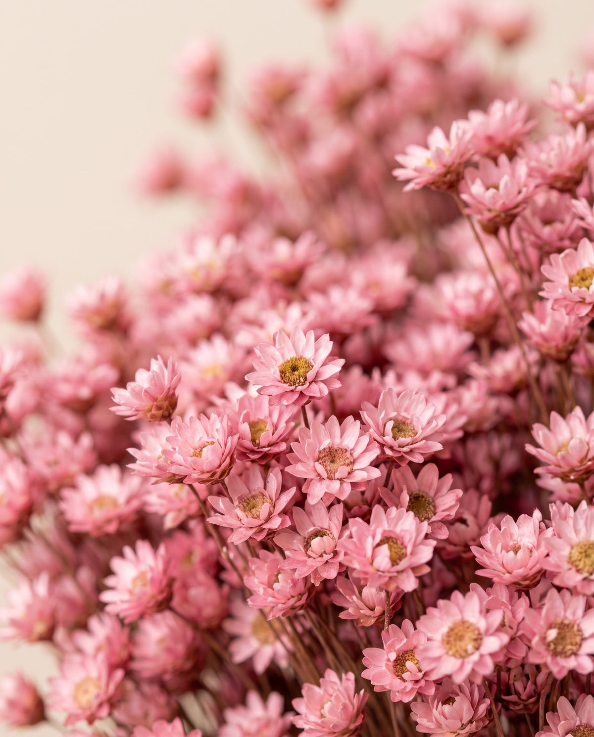 Detalle de cerca de glixia seca rosa.