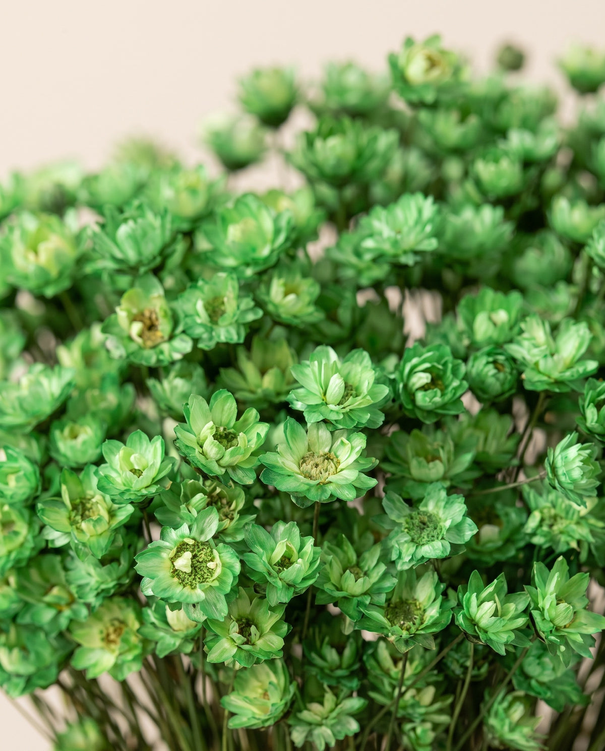 Detalle de cerca de glixia seca verde.