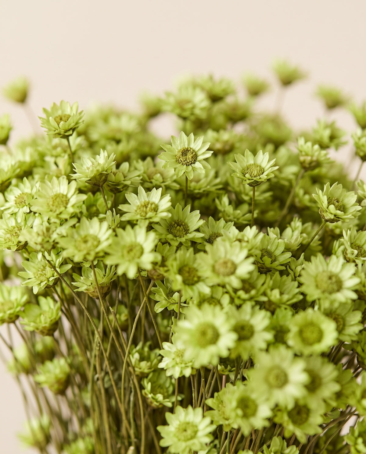 Detalle de cerca de glixia seca verde pistacho.