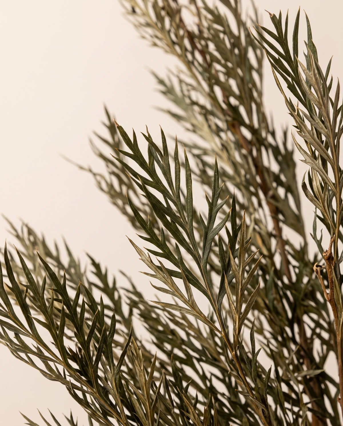 Detalle de cerca de grevillea preservada verde