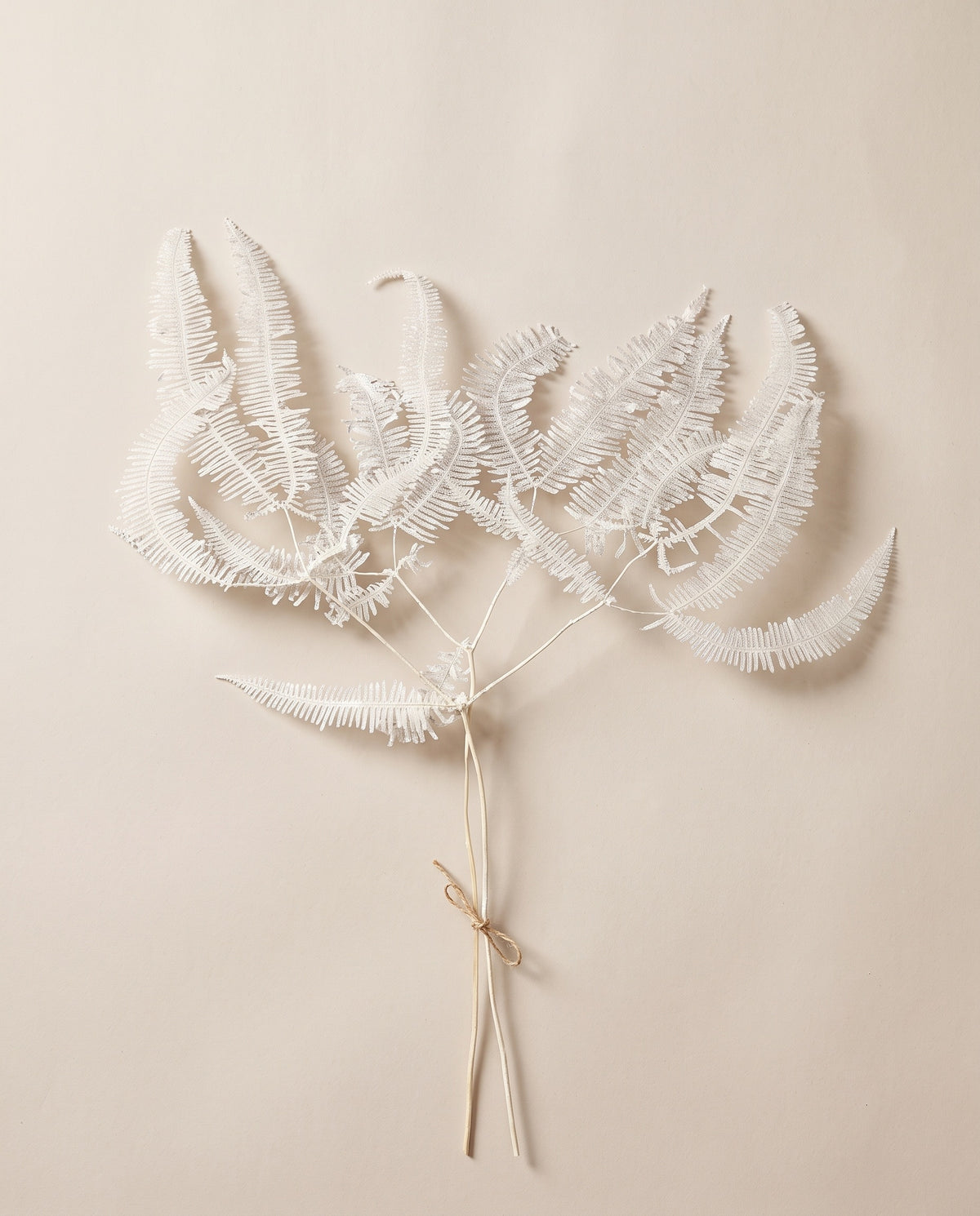 Feto coral preservado branco, molho visto de cima