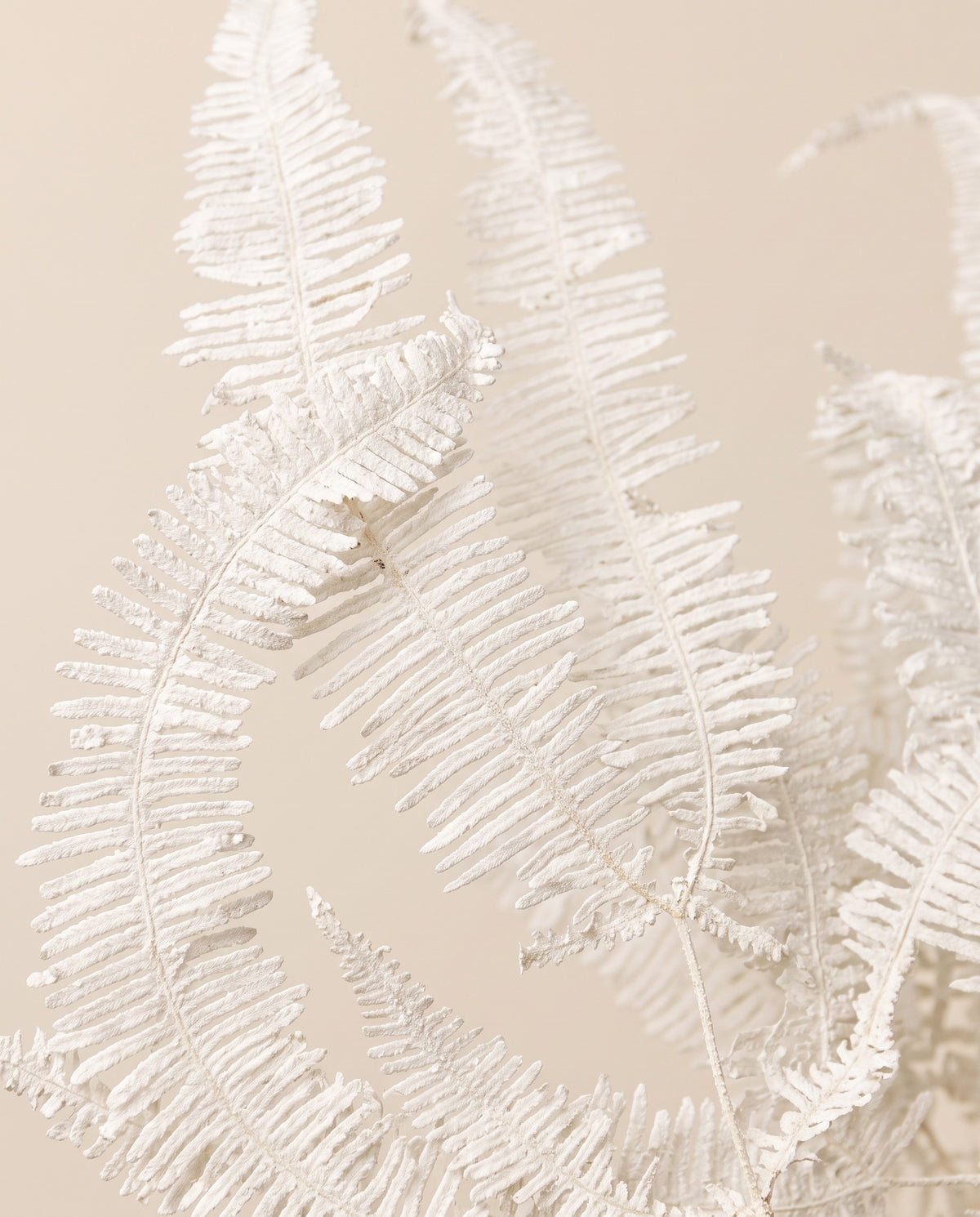 Pormenor de perto de feto coral preservado branco