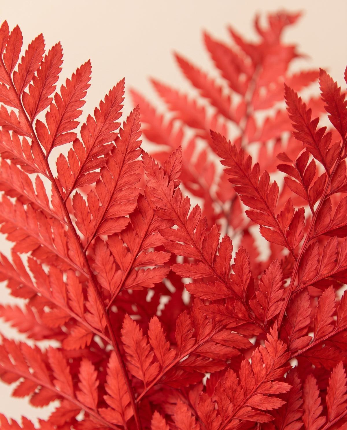 Pormenor de perto de feto-couro preservado vermelho