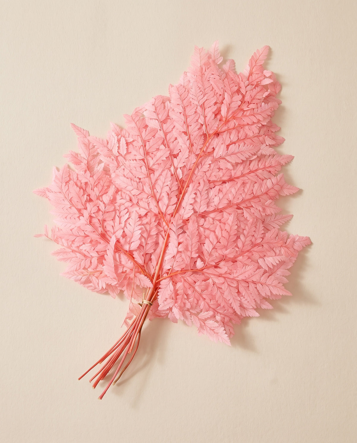 Feto-couro preservado rosa-claro, molho visto de cima