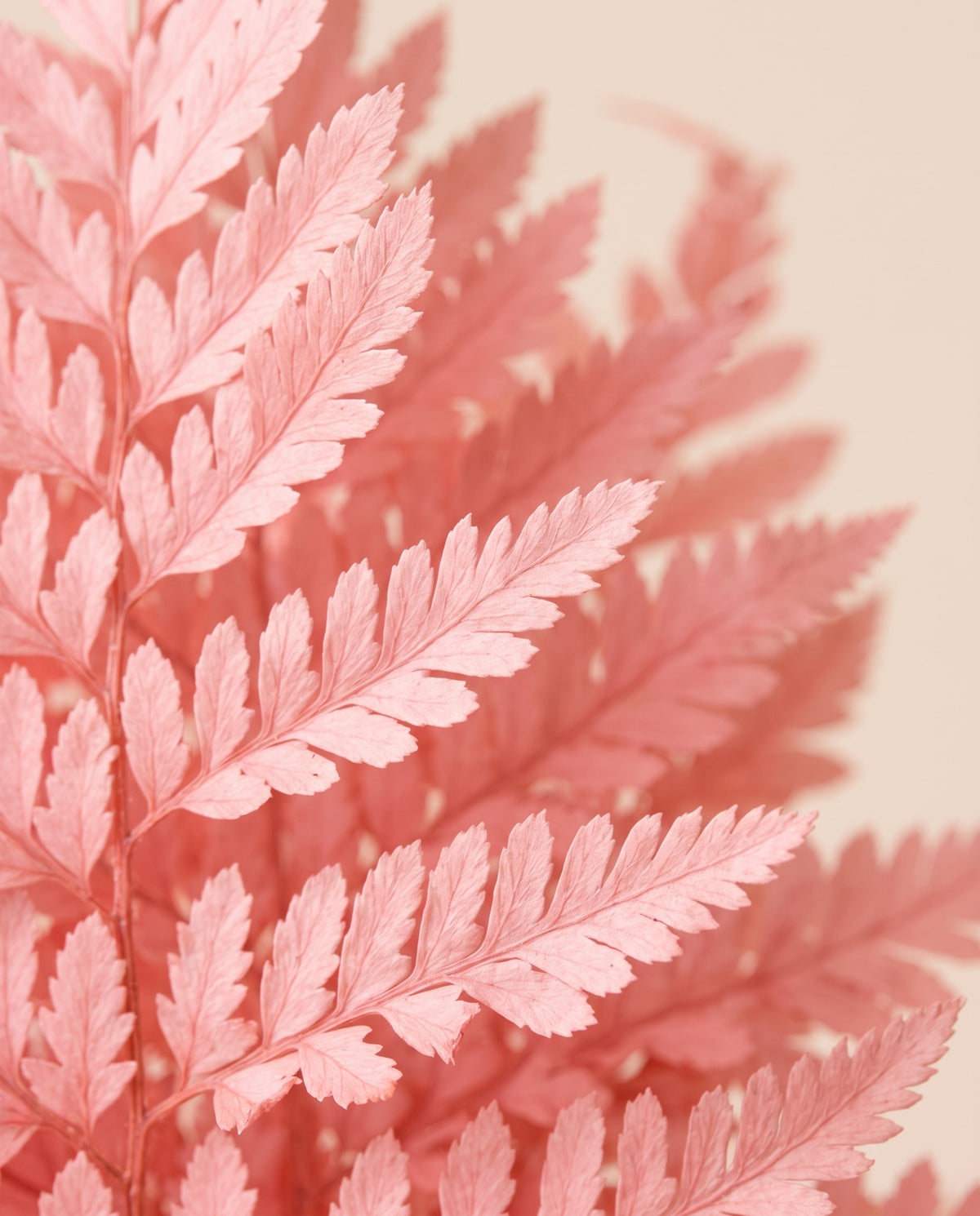 Pormenor de perto de feto-couro preservado rosa-claro