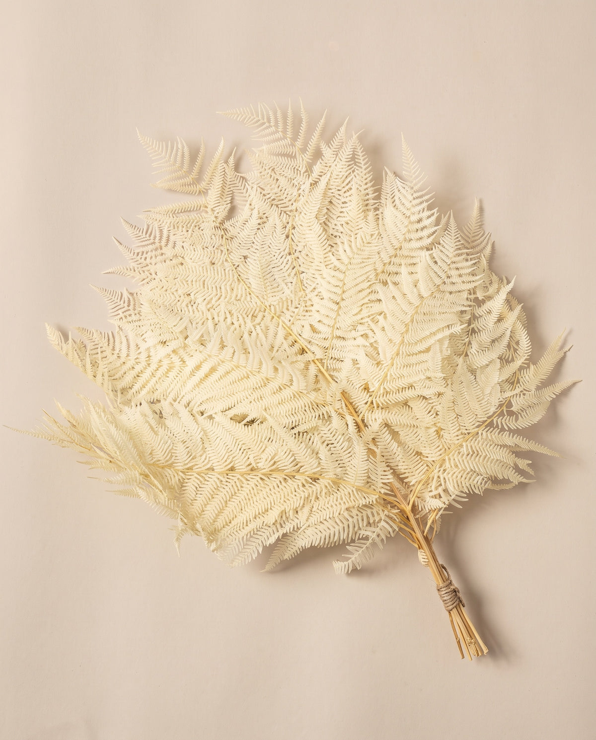Feto felcioni preservado branco, molho visto de cima