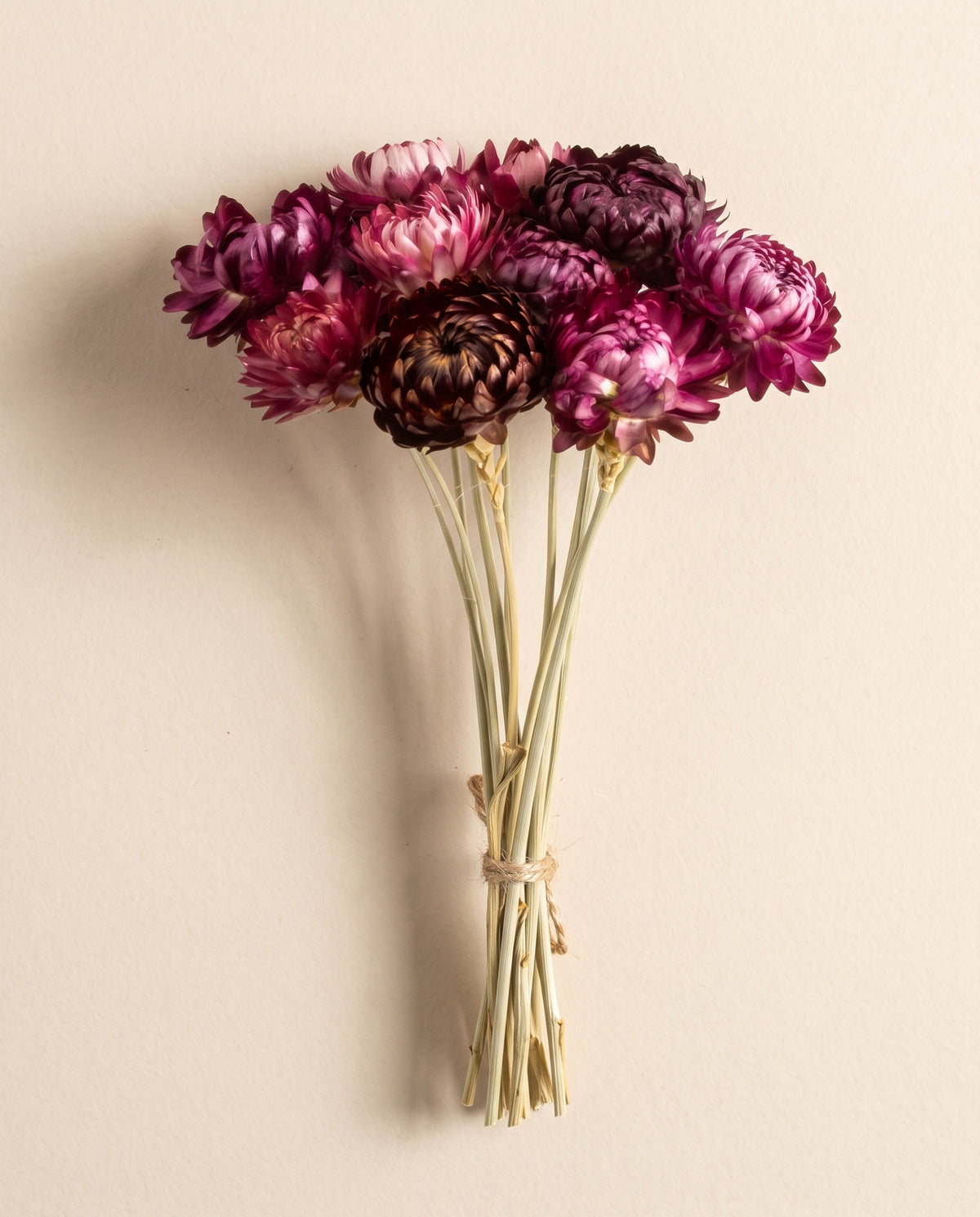 Helichrysum seco burdeos