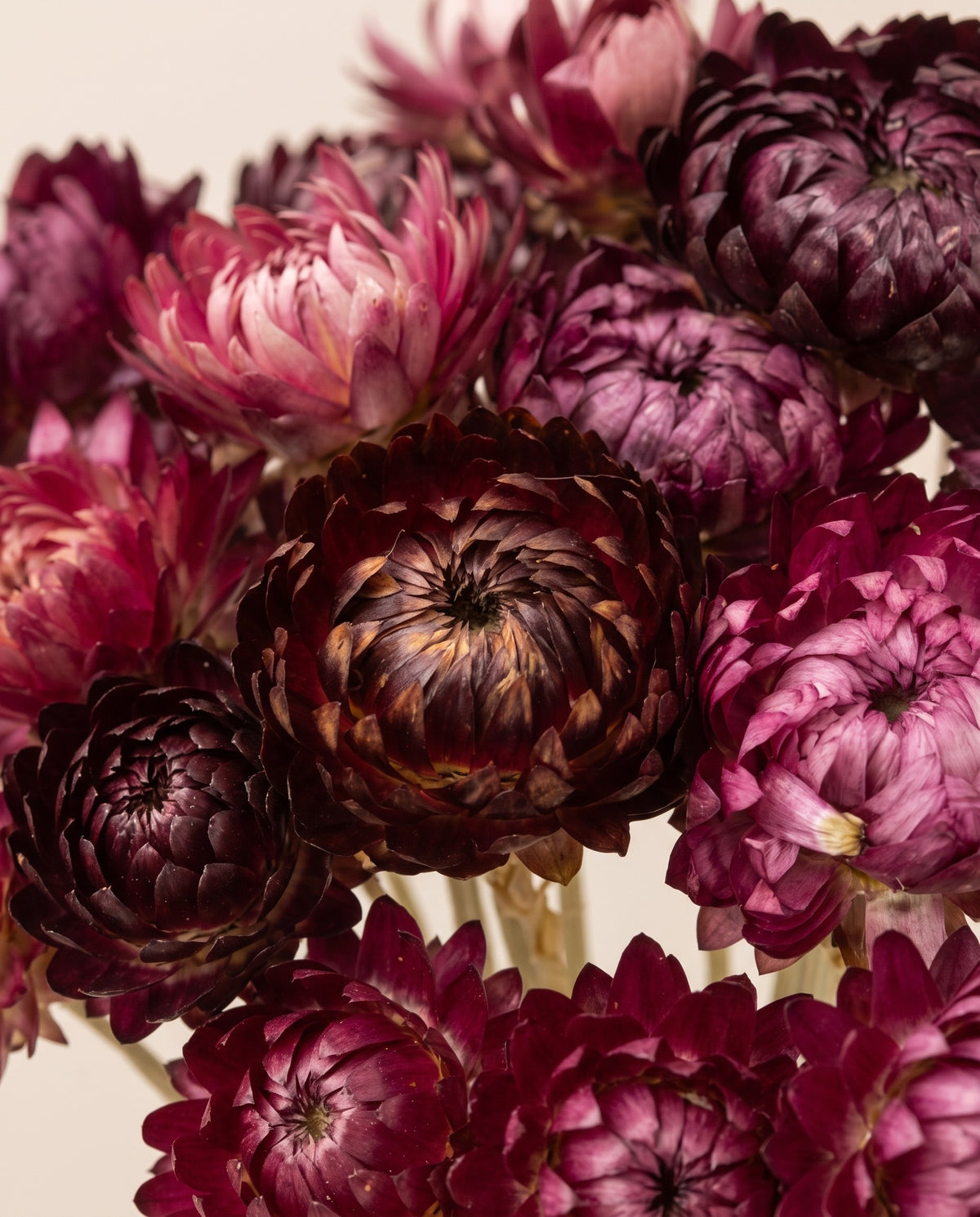 Detalle de cerca de helichrysum seco burdeos.
