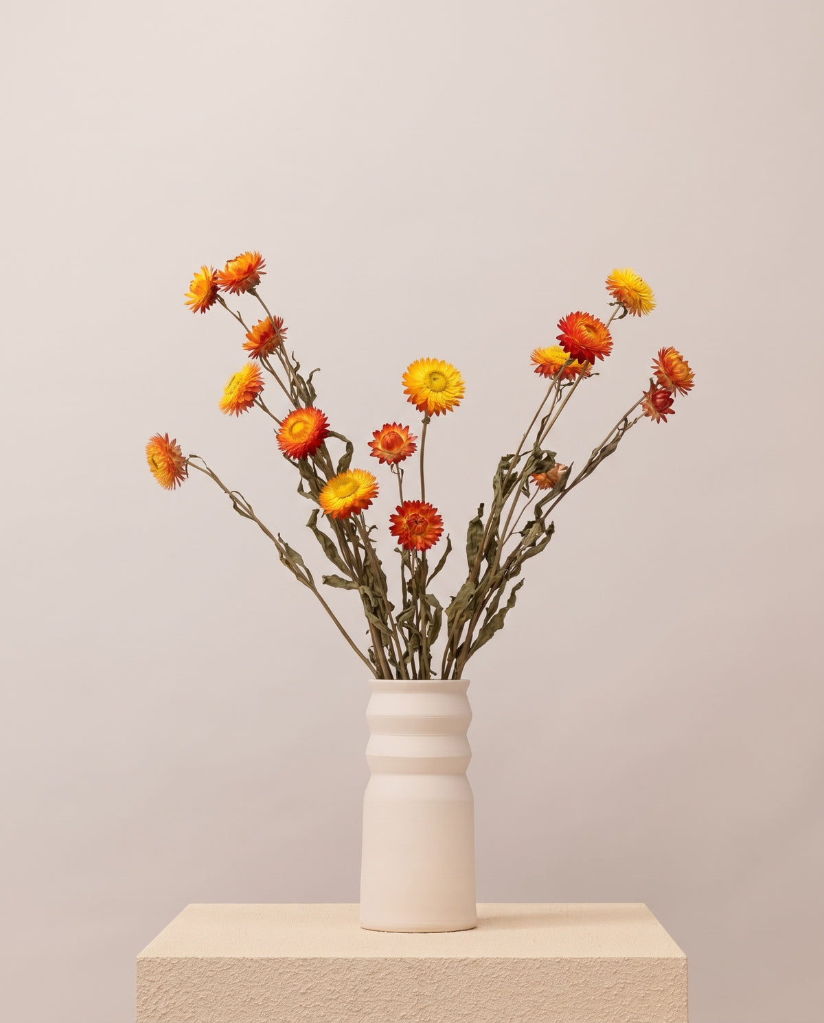 Helichrysum seco naranja en un jarrón. Jarrón no incluido.