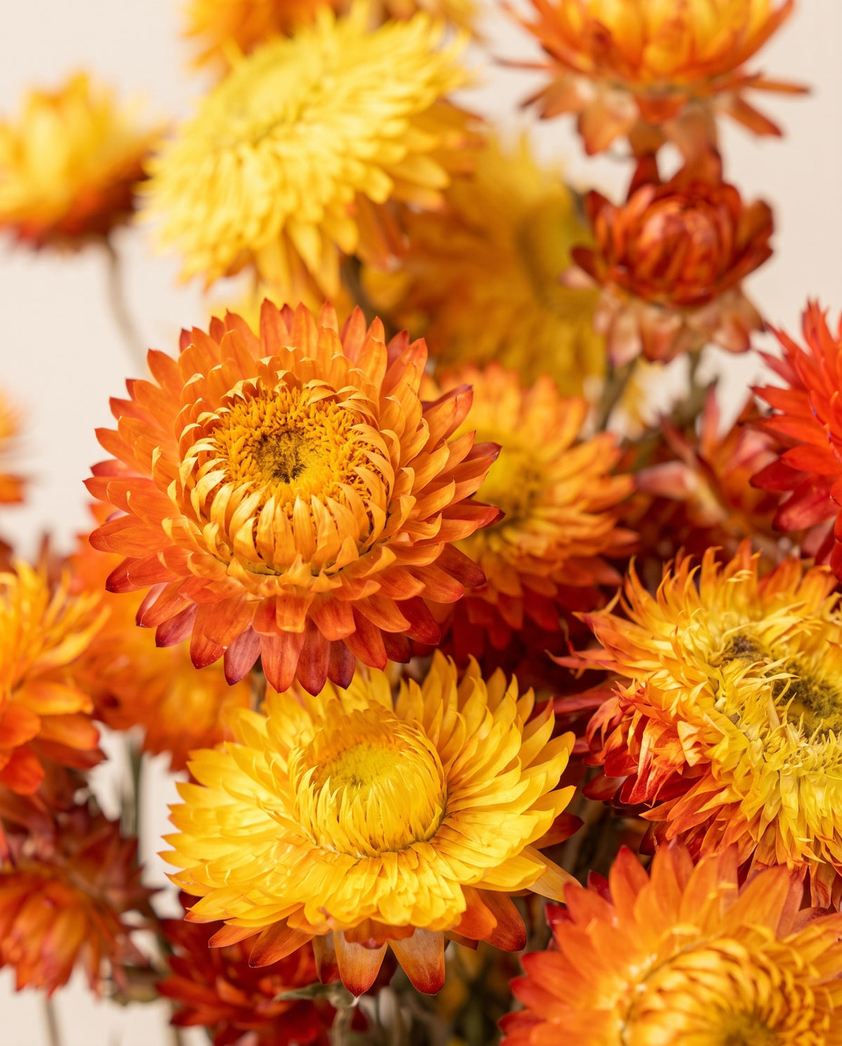 Detalle de cerca de helichrysum seco naranja.