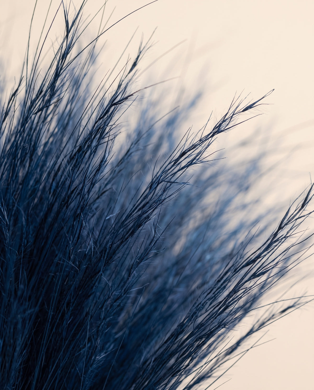 Detalle de cerca de hierba barba preservada azul