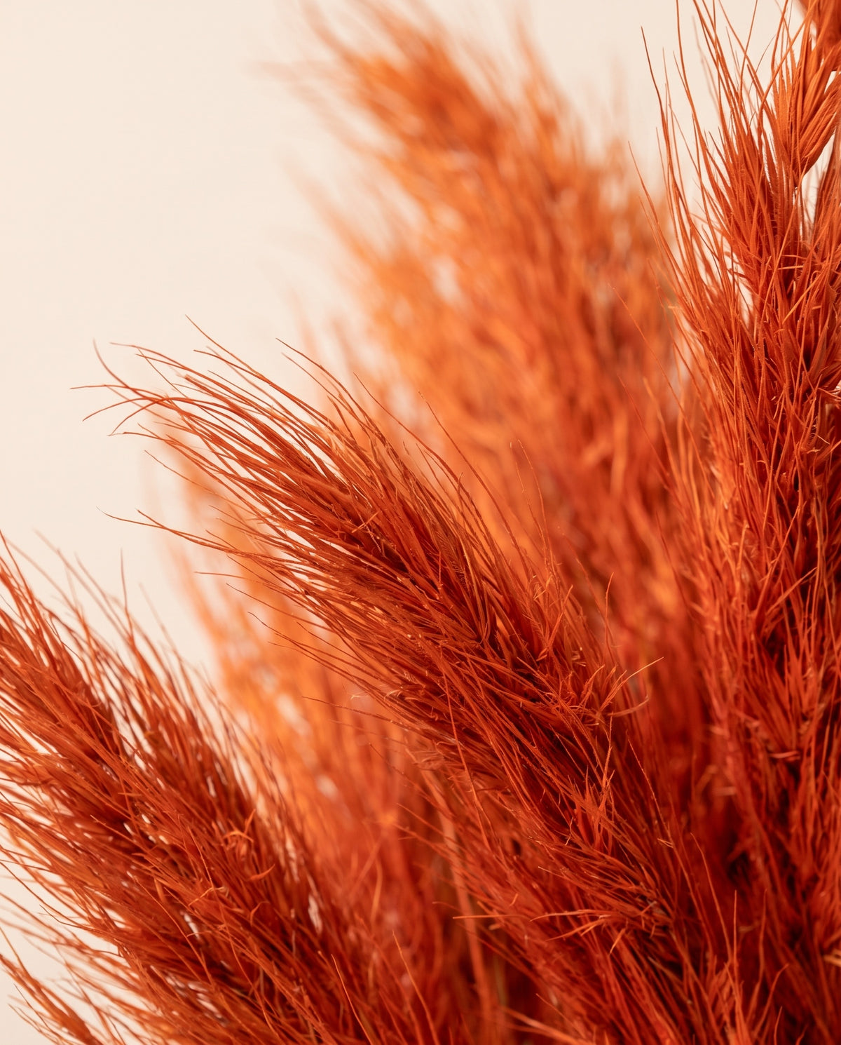 Detalle de cerca de hierba barba preservada naranja