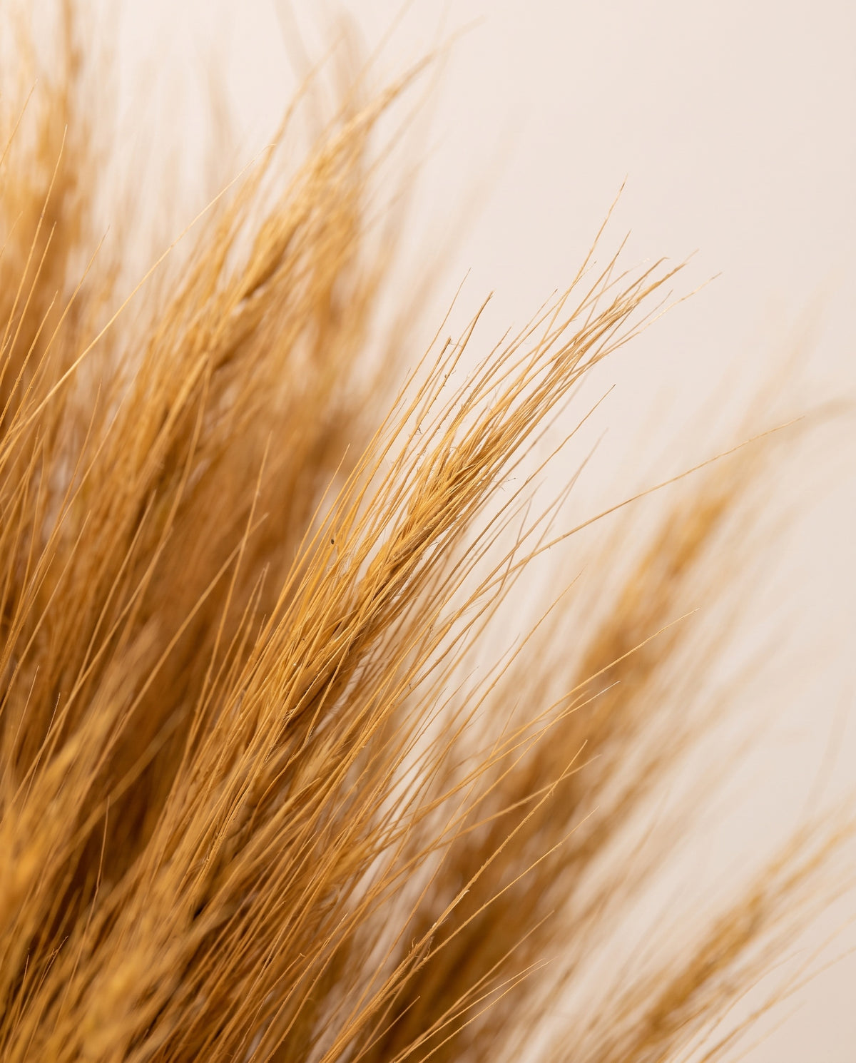 Detalle de cerca de hierba barba preservada ocre