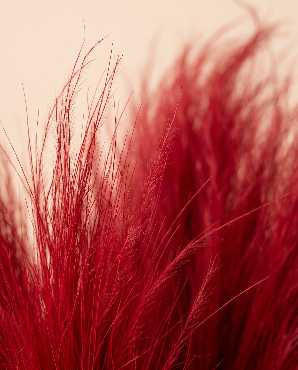 Detalle de cerca de hierba barba preservada roja