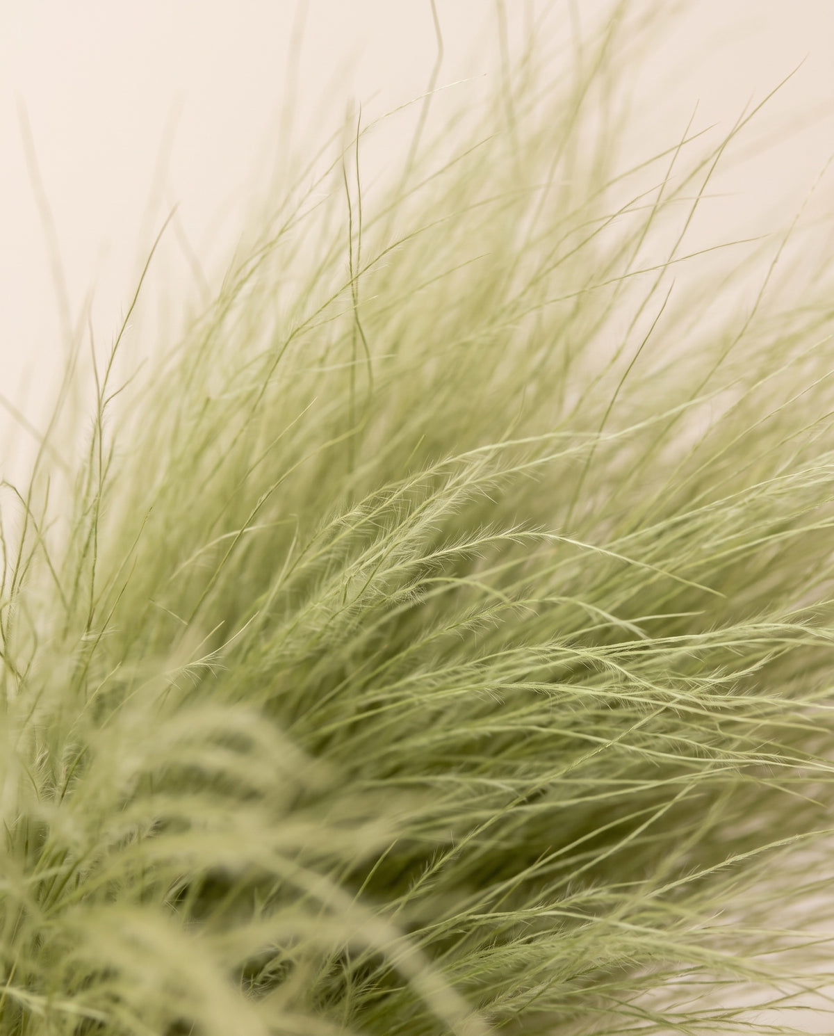 Detalle de cerca de hierba barba preservada verde clara