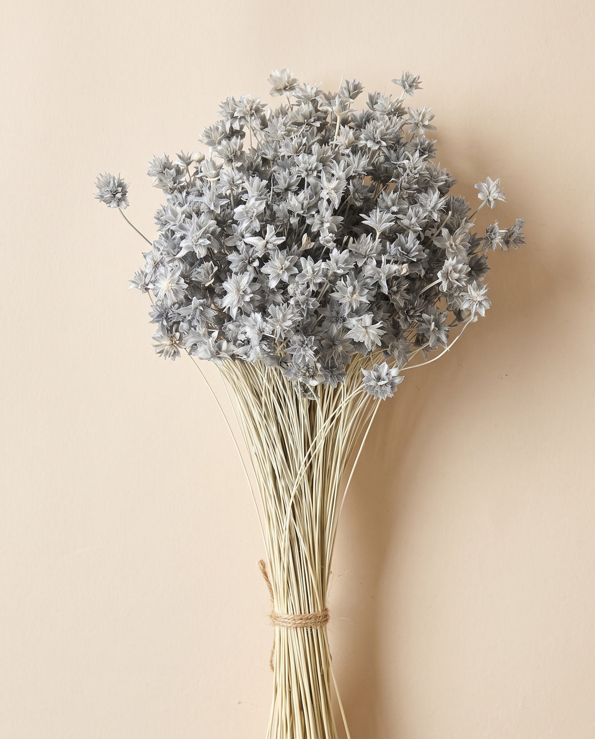 Hill flower seca azul claro