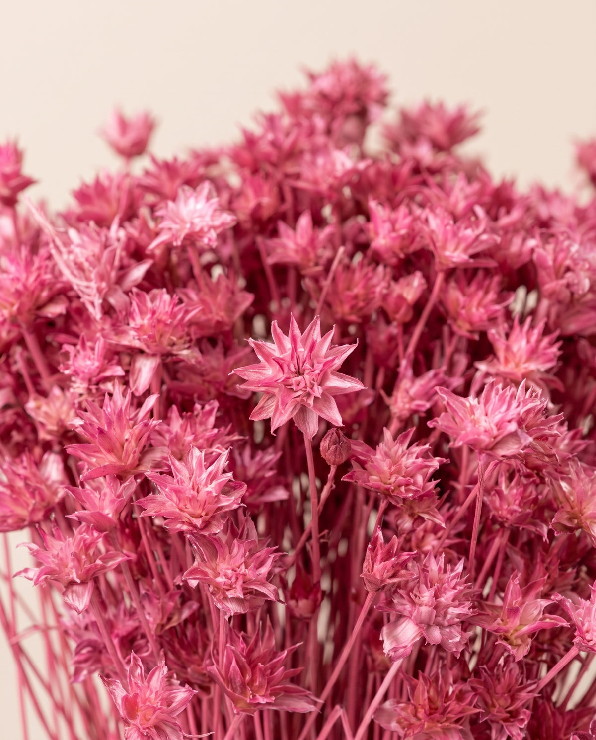 Detalle de cerca de hill flower seca cereza.