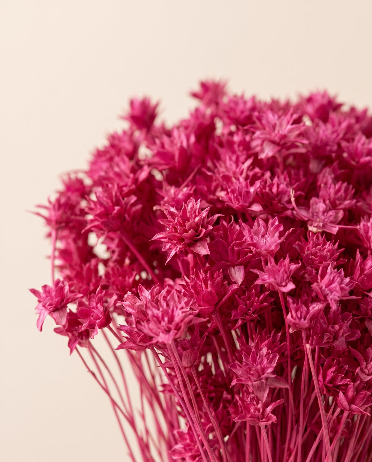 Detalle de cerca de hill flower seca fucsia.