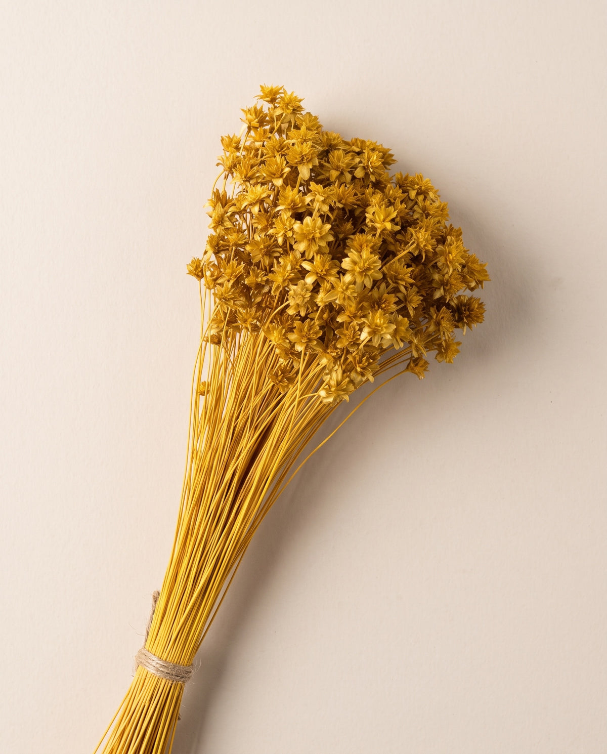 Hill flower seca ocre