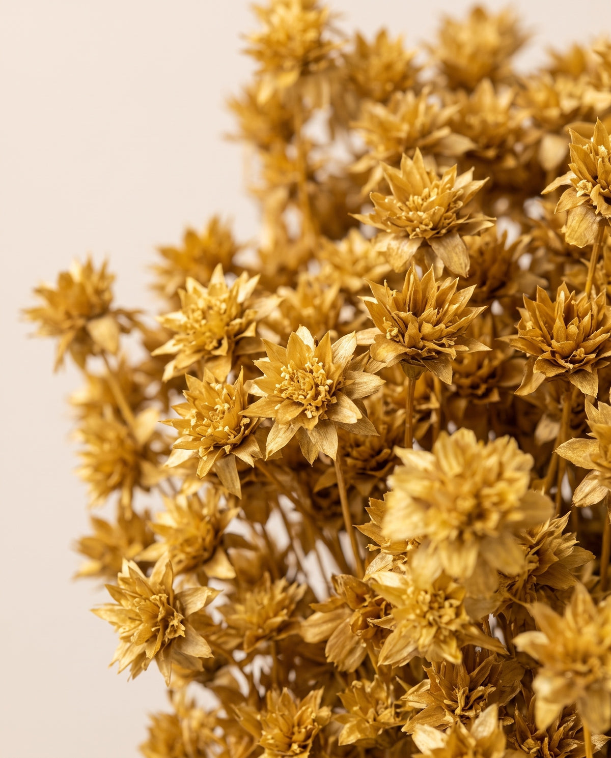 Detalle de cerca de hill flower seca ocre.