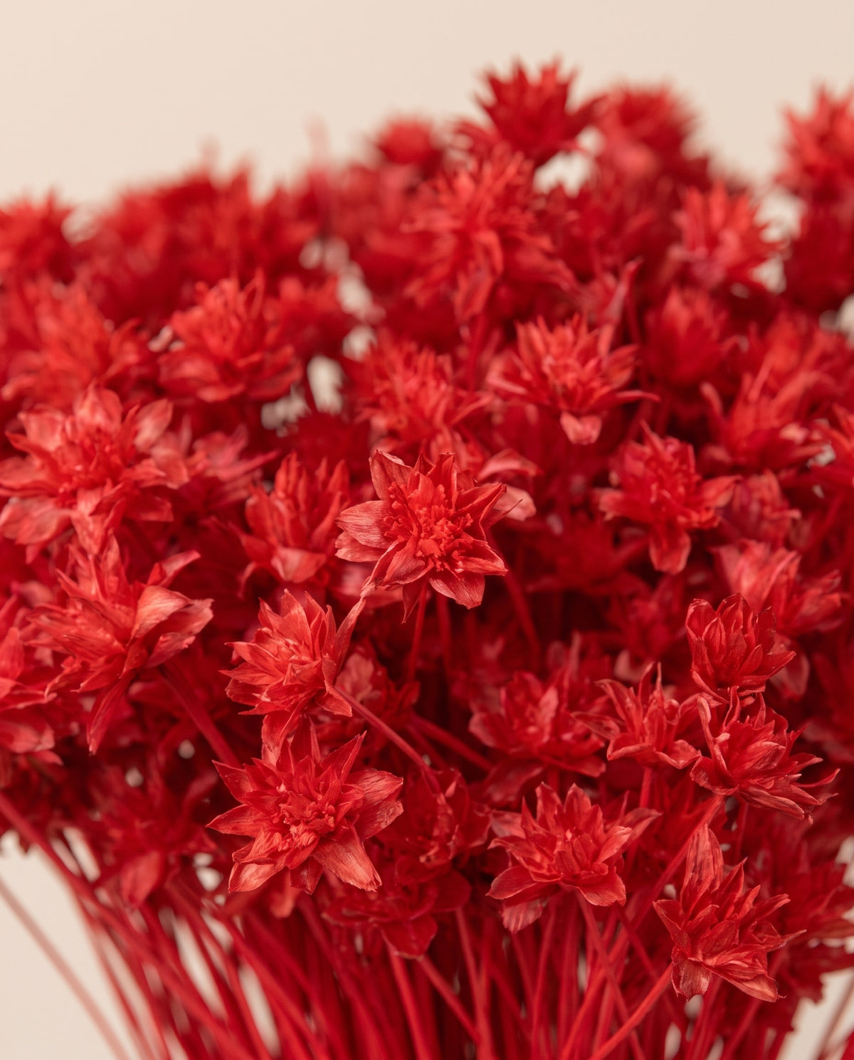 Detalle de cerca de hill flower seca roja.