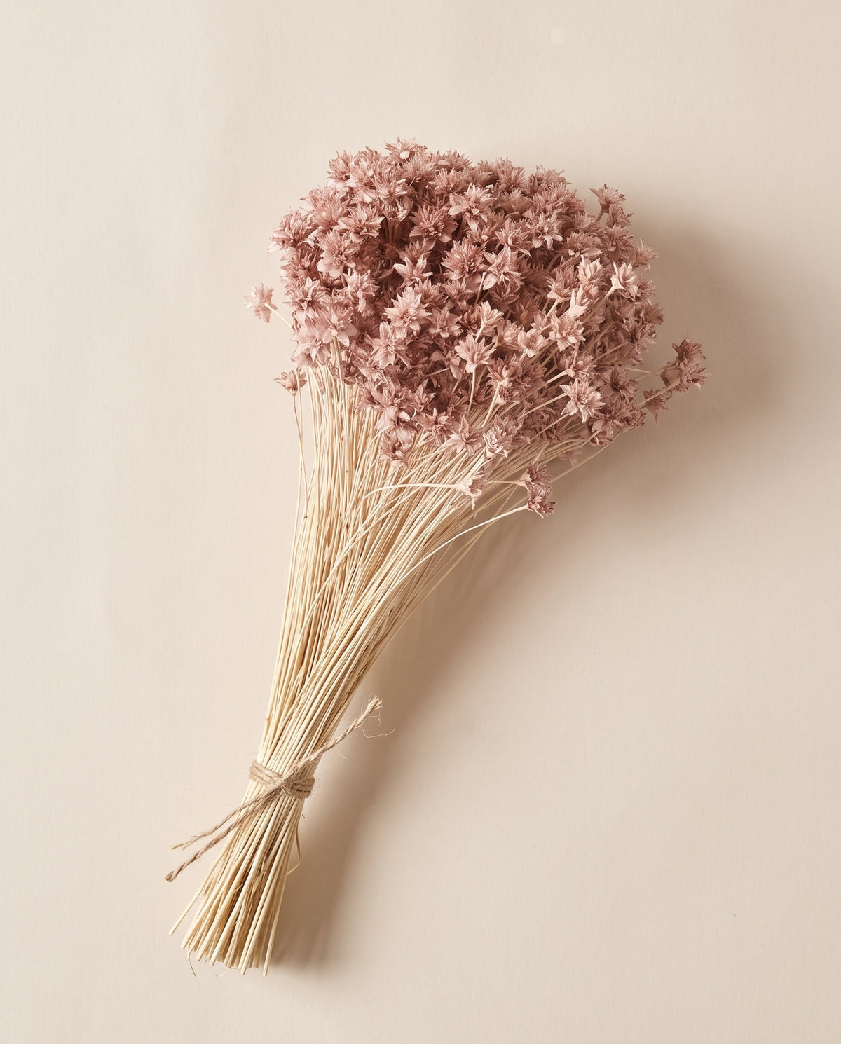Hill flower seca rosa empolvado
