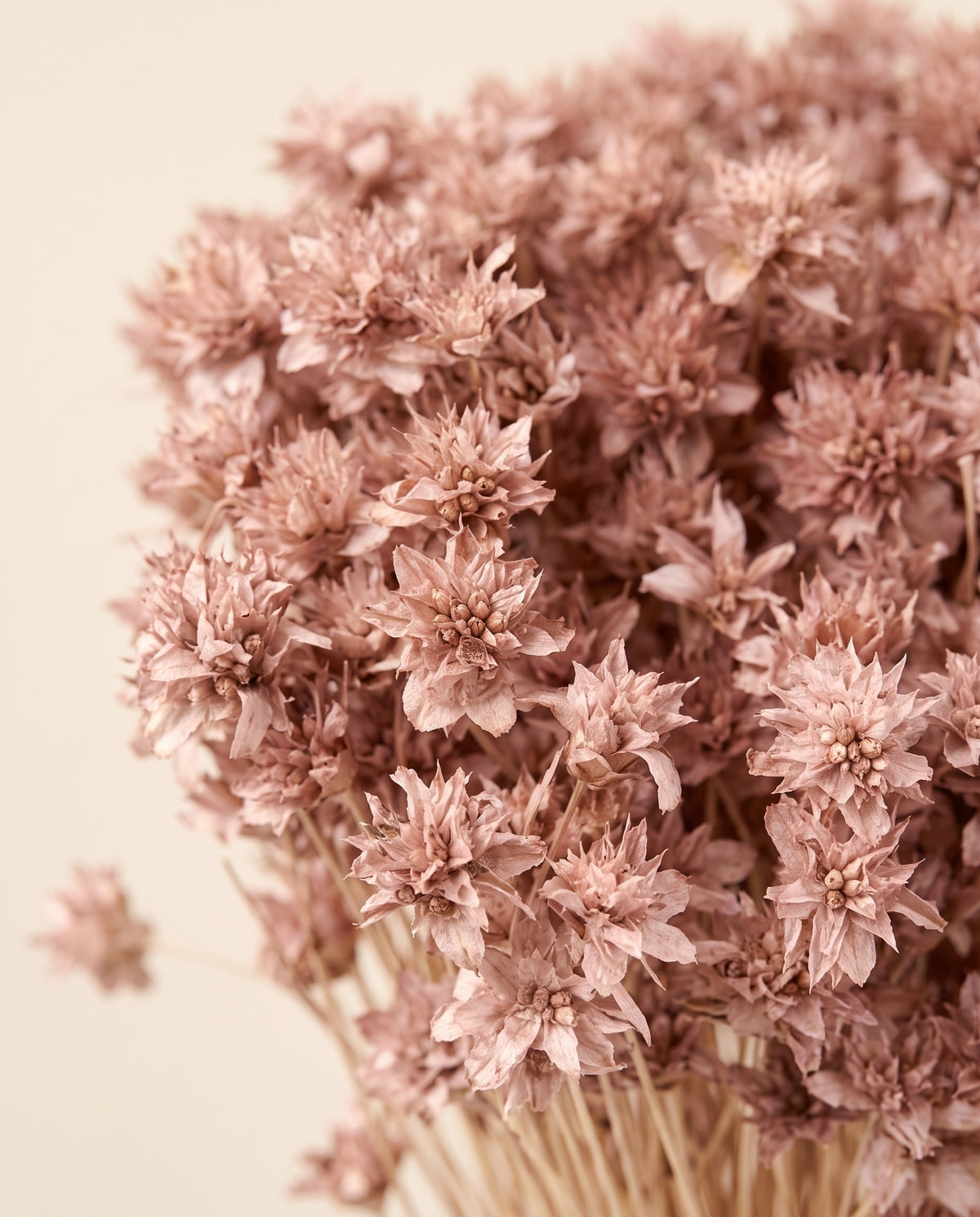 Detalle de cerca de hill flower seca rosa empolvado.