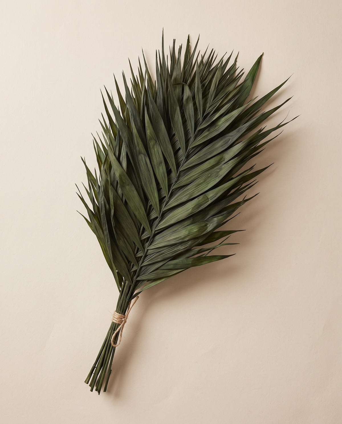 Hoja de palmera Chico Jumbo preservada verde, mazo visto desde arriba