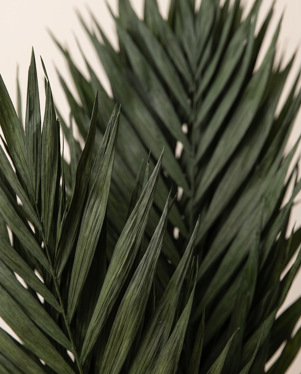 Detalle de cerca de hoja de palmera Chico Jumbo preservada verde